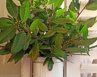 Tropical Dried Laurel Bouquet: 5 Organic Branches, Rustic Wedding Decor