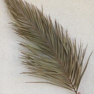 Natural Dried DATE PALM Leaves 80cm, Old Antique Green Beige Tone, Dry Fronds for Vase, Palm Backdrop, Tropical Design, Beach Wedding Arch