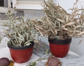 Organic Dried Eucalyptus Bunch: Natural Mountain Home Decor