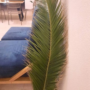 1 SUPER LARGE PALM 4,2Ft, Natural Fresh Date Palm, Organic Dry Fronds Palm for Home Decor, Tropical Plant Tall Arrangement, Beach Wedding
