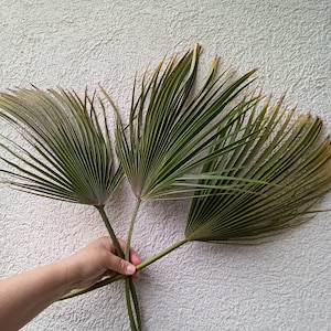 3 Stems Dried Palm Leaves, Organic Tropical Fan Palm Leaf, Natural Dry Home Decor, Wedding Tropic Bouquet, Beach Decor, Palm Event
