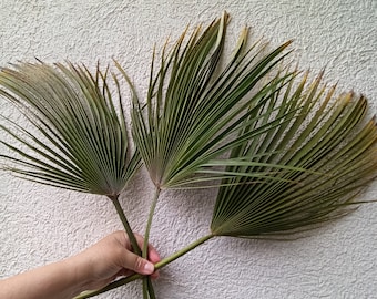 3 Dried Palm Leaves Stems: Organic Tropical Fan Filler, Natural Home Decor