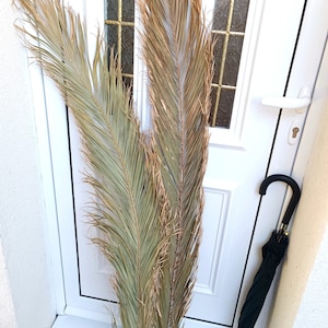 4.0 Ft SUPER LARGE PALM Leaf, Dried Date Palm, Dry Fronds for Vase, Dry Palm Leaves for Home Decor, Tropical Plant Tall Decor, Wedding Arch