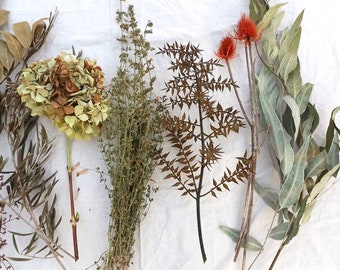 Natural Tropical Dried Branches Set, Greenery for Home Decor