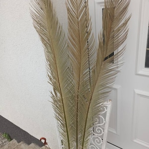 47&quot;LARGE SAGO PALM Leaves 2 Stems, Dried Cycus Palm, Dry Fronds for Vintage Vase, Palm for Home Decor, Tropical Tall Decor, Beach Wedding