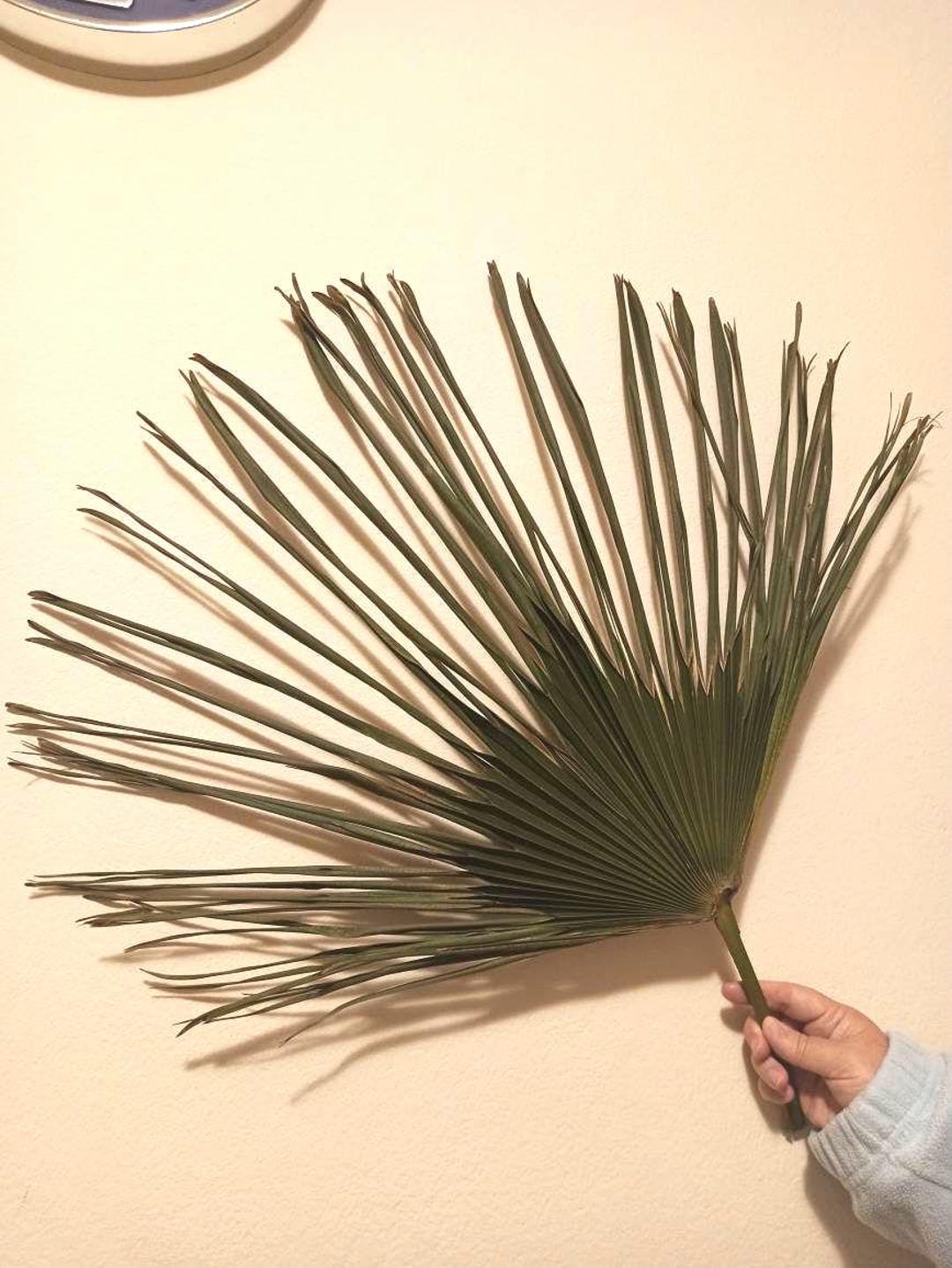 2 foglie di palma San essiccate naturali, decorazione per matrimonio tropicale boho (50/90 cm) - Italia