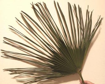 2 Natural Dried San Palm Leaves, Boho Tropical Wedding Decor (50/90cm)