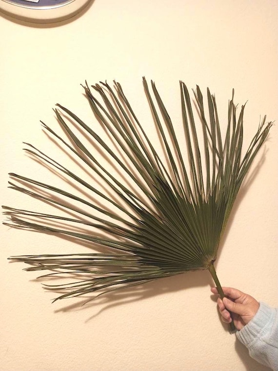 2 Natürliche Getrocknete San Palm Blätter, Boho Tropical Hochzeitsdeko (50/90 cm)