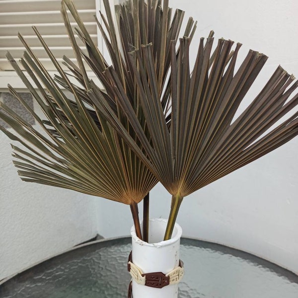 NATÜRLICHE GEtrocknete Palme 1 Blatt, sonnengetrocknete Palmwedel, alter grüner Ton, tropische Hochzeitsdeko, Strandhochzeitsbogen, Palmenevent, Palmenwandhintergrund