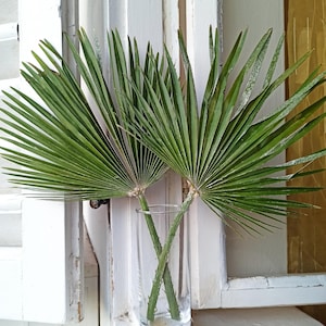 Op de afbeelding: Twee groene palmbladeren in een heldere glazen vaas tegen een wit geschilderde houten achtergrond.