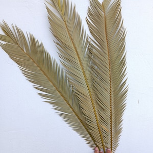 Folhas de palmeira secas selecionadas, 2 hastes, folha de palmeira sagu tropical orgânica, decoração natural seca para casa, buquê tropical para casamento, decoração de praia, evento com palmeiras