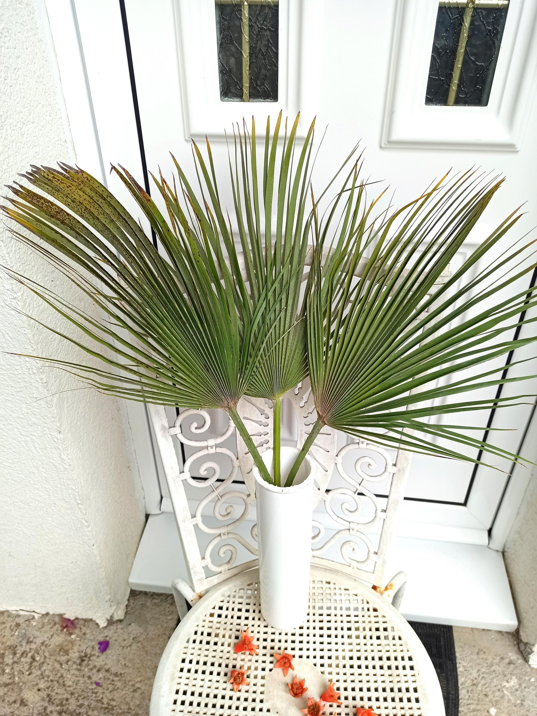 Dried Sun Palm Leaf