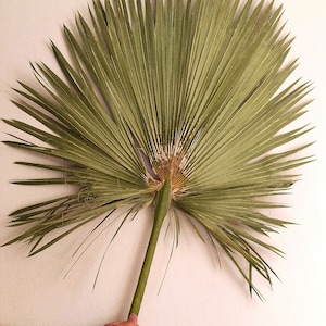 SUPER LARGE PALM Leaf, Natural Dried Palm, Dry Fronds for Vase, Organic Palm for Home Decor, Tropical Plant Tall Decor, Beach Boho Wedding