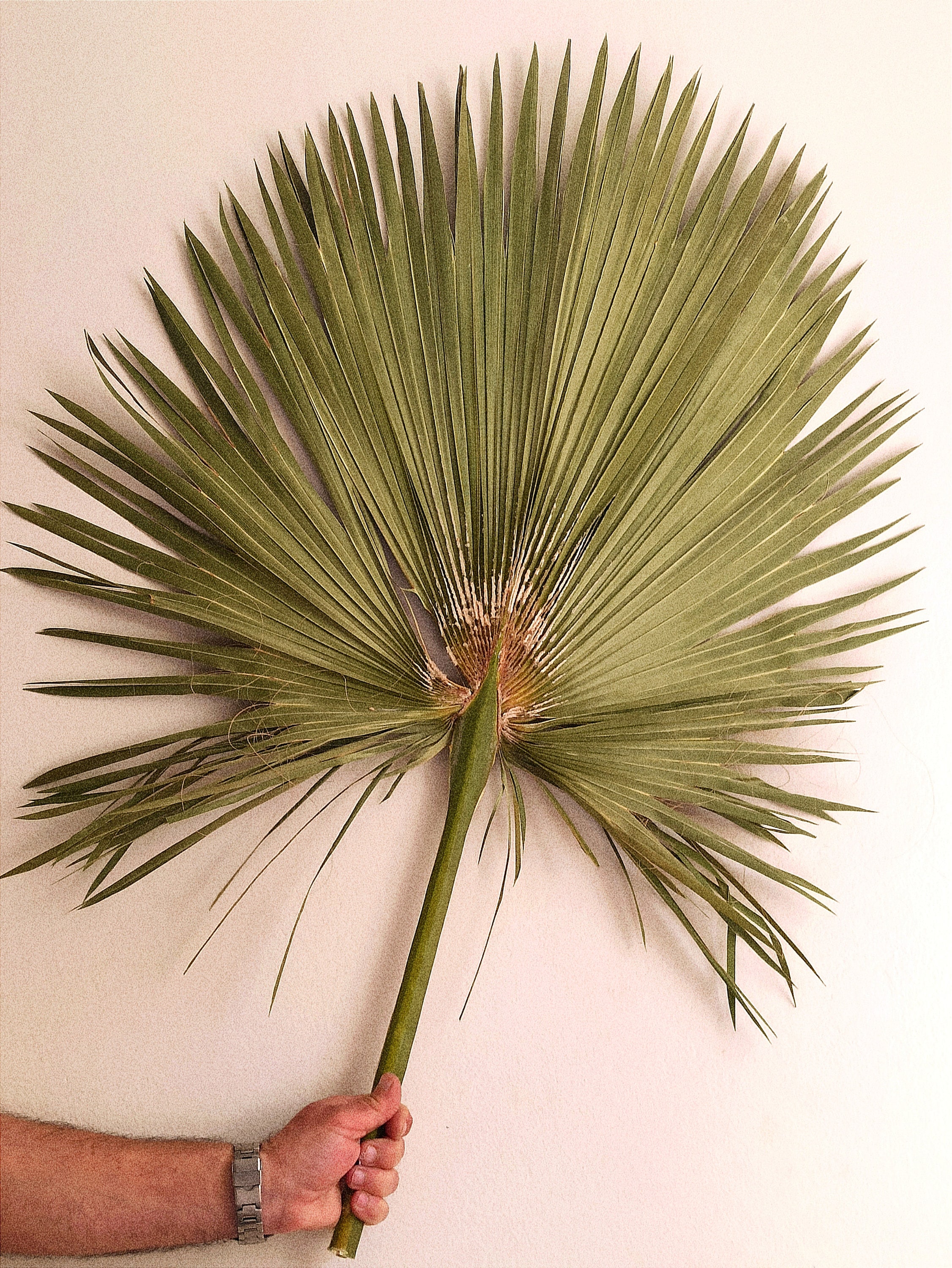 Large Dried San Palm Leaf: Natural Boho Tropical Wall Home Decor