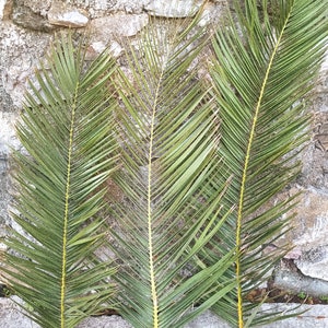 Grandes folhas de palmeira secas 40", folha de palmeira tropical orgânica, decoração natural seca para casa, buquê tropical de casamento, decoração de praia alta, casamento boho