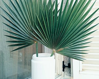 Dried Sun Palm Leaves 1St, Painted Organic Tropic Fan Palm Leaf, Natural Dry Home Decor, Wedding Tropic Bouquet, Beach Decor, Palm Arch