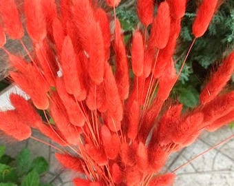 Burnt Orange Dried Bunny Tails: 60-Stem Lagurus Bouquet
