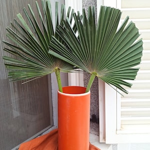 Natural Dried Sun Palm Leaves 1 Leaf, Green Painted Tropical Fan Palm Leaf, Natural Dry Home Decor, Wedding Tropic Bouquet, Beach Decoration