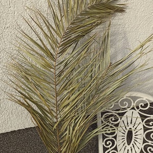 2 LARGE DATE PALM Leaves 35&quot;, Dried Palm Leaf, Dry Fronds for Vase, Dry Palm Backdrop, Tropical Palm Curtain, Boho Wedding, Palm Wall