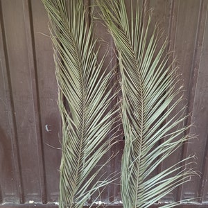 2 SUPER LARGE PALM 4,2 Ft, Natural Dried Date Palm, Organic Fronds Palm for Home Decor, Tropical Back Drop Tall Arrangement, Beach Wedding