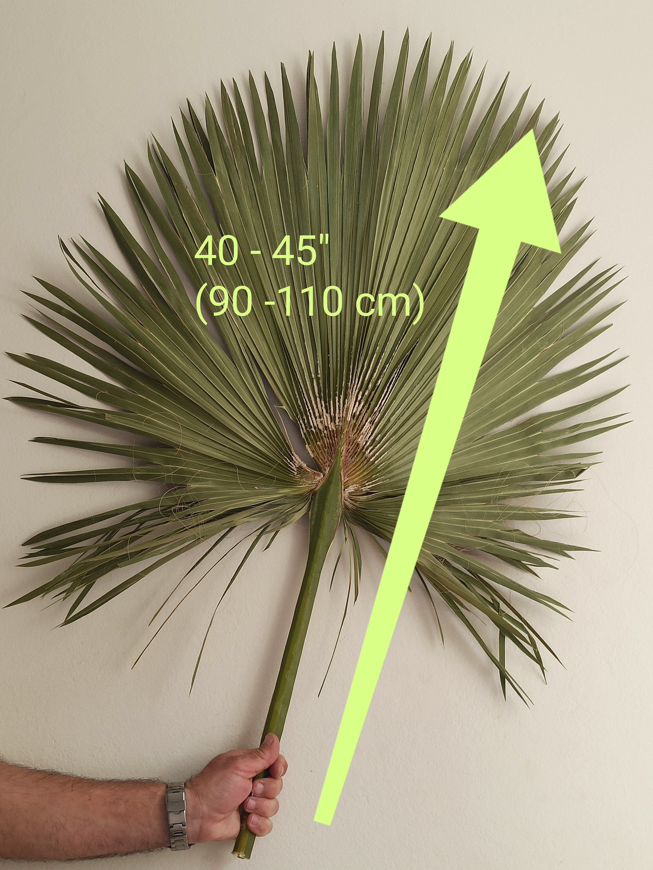 Large Dried San Palm Leaf: Natural Boho Tropical Wall Home Decor