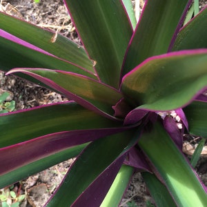 Tradescantia Spathacea, Dwarf,  Rhoeo spathacea, Moses-in-the-cradle, boat-lily, oyster plant