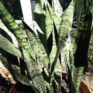 Snake Plant/ Mother-in-Law’s tongue/ Sansevieria trifasciata