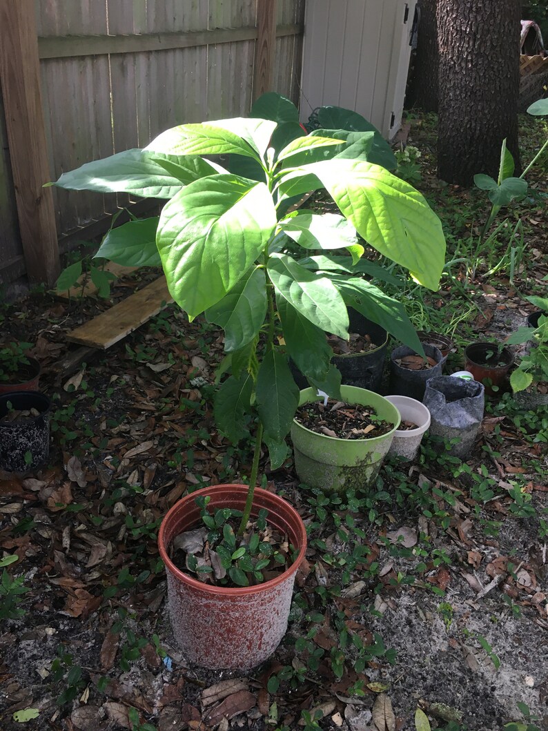 Avocado Trees 13 years old Etsy