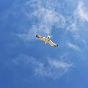 May include: A white and grey seagull with its wings fully extended in flight, positioned centrally against a bright blue sky with scattered, thin white clouds. The bird is captured from below, showing its light-coloured underside and dark wingtips.
