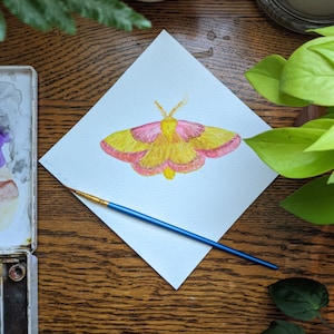 Original Rosy Maple Moth Watercolor Painting