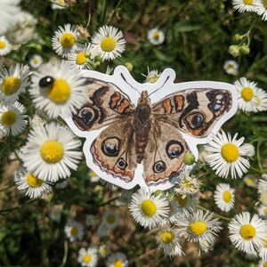 May include: A brown and orange butterfly sticker with large, black eyes. The sticker is placed on a bed of white daisies.