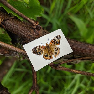 May include: A white card with a brown and orange butterfly illustration. The butterfly has large, black eyes and orange markings on its wings. The card is on a brown branch with green foliage in the background.