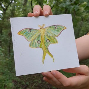 Luna Moth Watercolor Painting