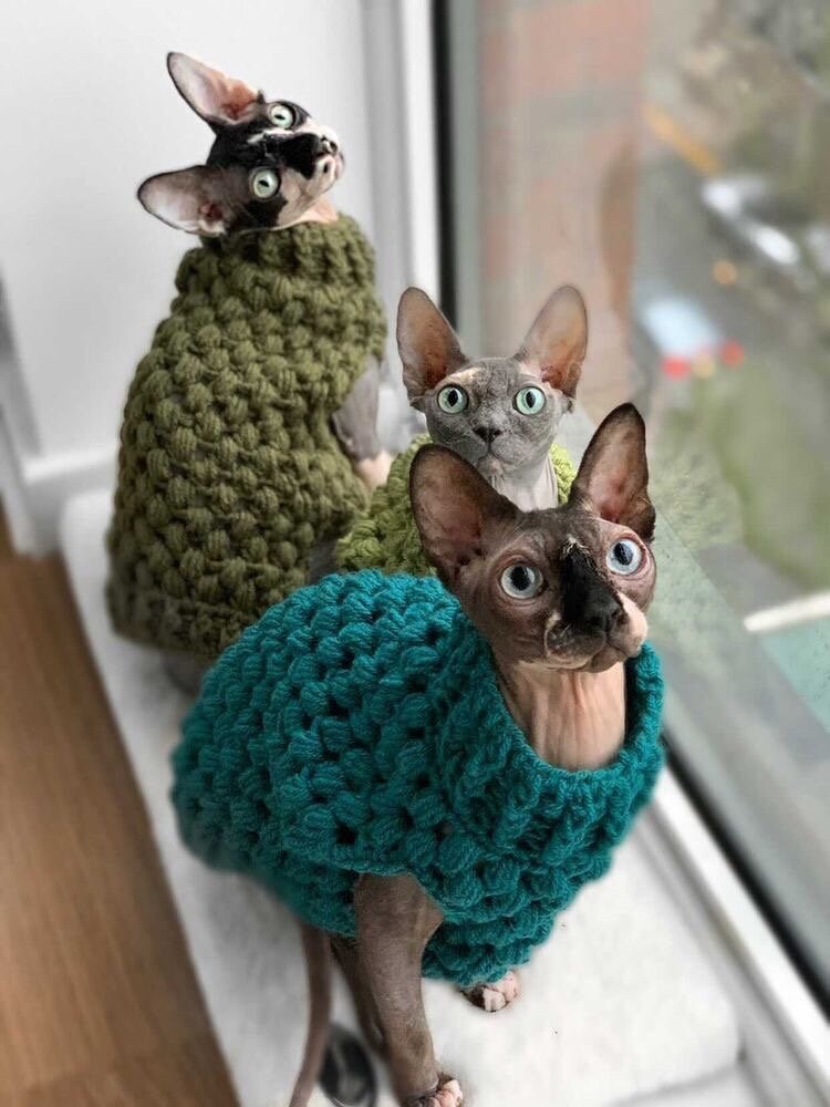 Cat jumpers ukBobble cat jumpercrotchet cat clothessphynx Etsy