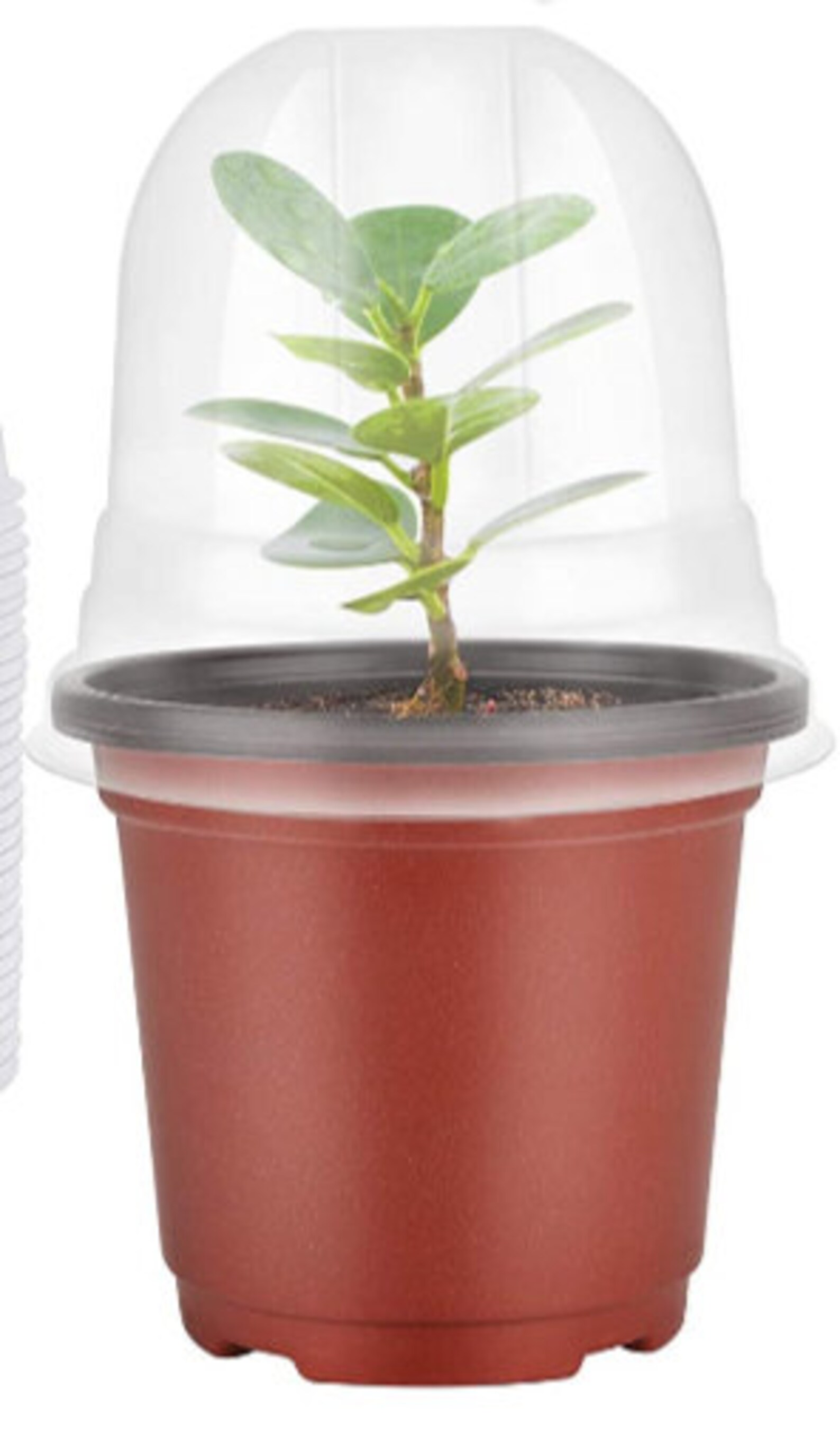 Set of 10 Propagation Pots with Humidity Domes Free Shipping Etsy