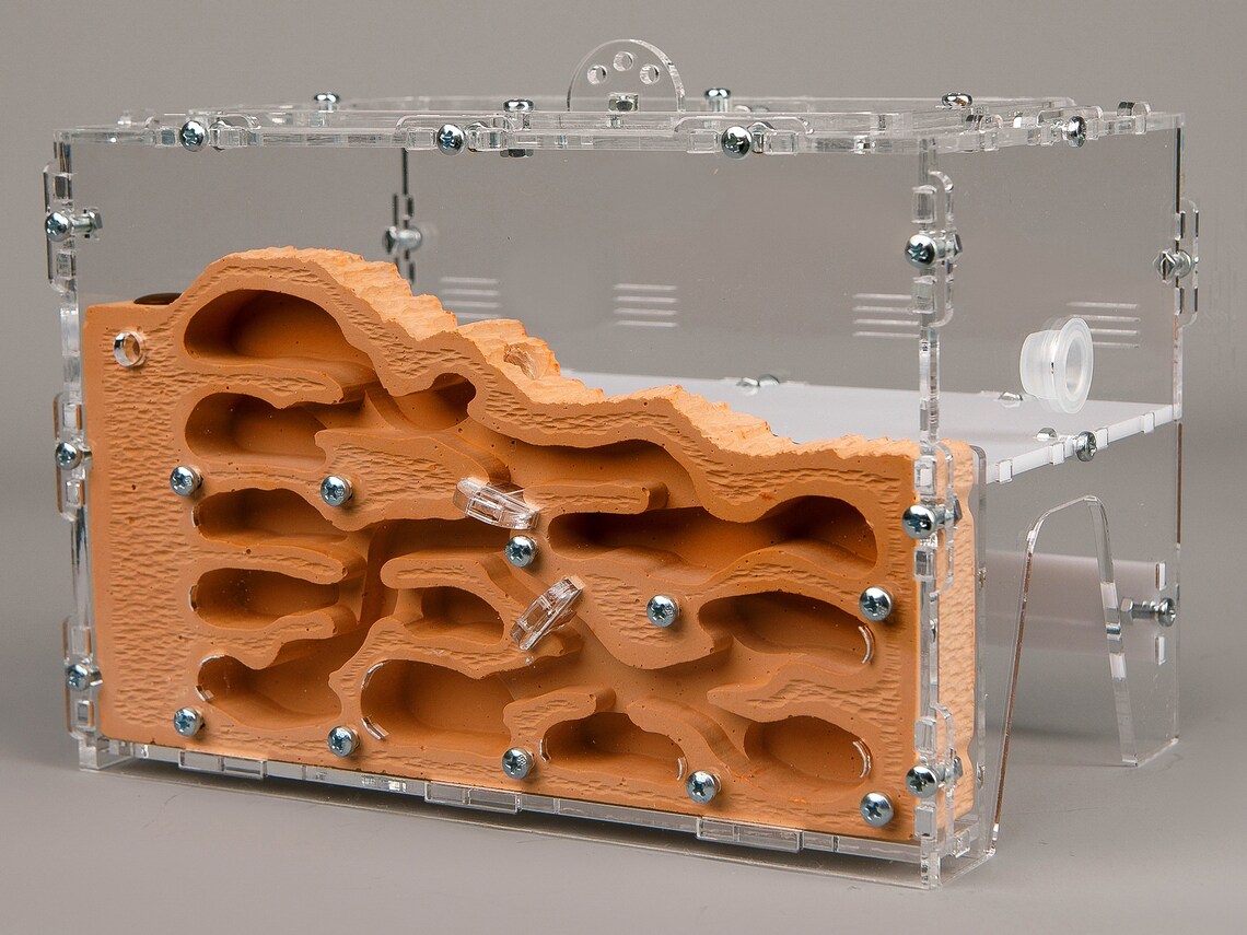 Ferme de fourmi nid pour fourmis formicarium éducatif | Etsy
