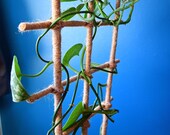 Jute Twine Wrapped Bamboo Indoor Plant Ladder Style Trellis - 24