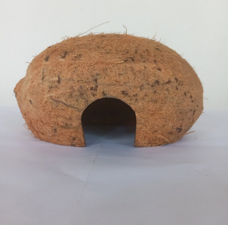 Coconut Hut Customize Your Coconut Shell Hut Coconut Bird House Etsy