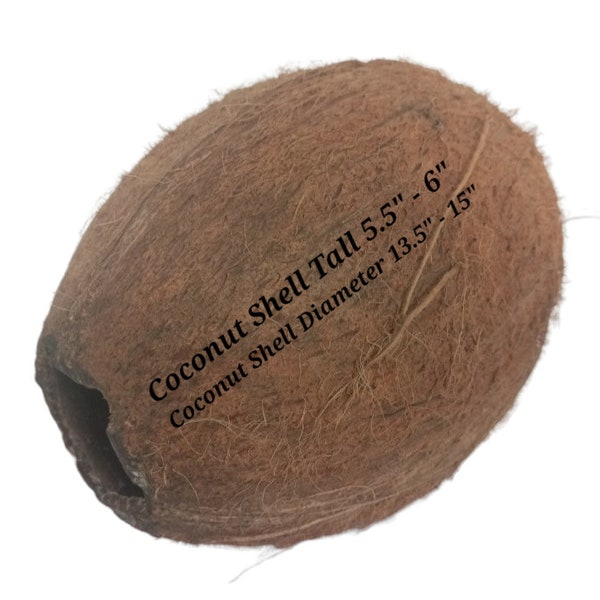 Whole Coconut Shell,Large coconut shell,Big Coconut,Whole Empty Coconut,Natural Coconut decor,Coconut Craft,Craft With Coconut,Coconut shell