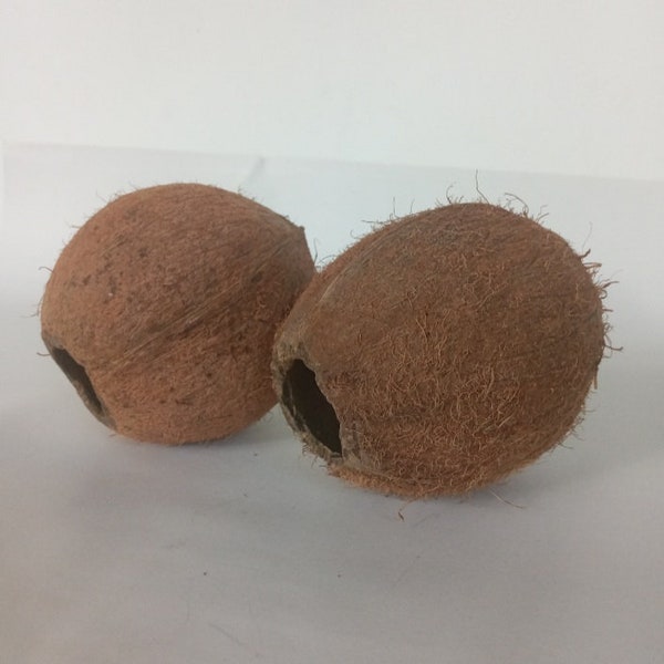 Whole Coconut Shell |coconut shell | medium Coconut | Whole Empty Coconut | Natural Coconut decor | Coconut Craft | Craft With Coconut