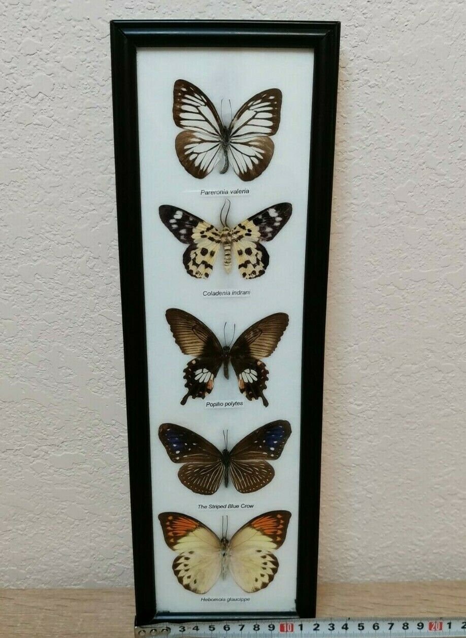 Real framed butterfly ethically sourced butterfly framed butterflies metaphysical gift butterfly five butterflies real butterflies