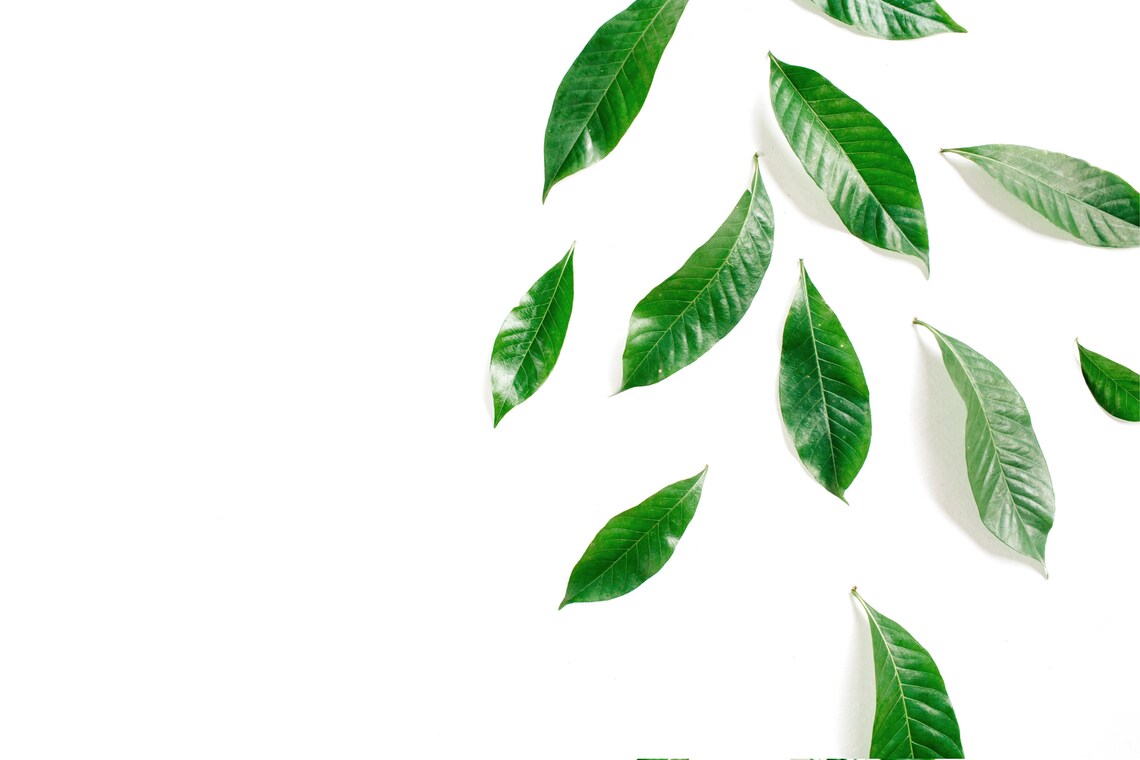 leaf minimalist drawing leaf minimalist drawing
