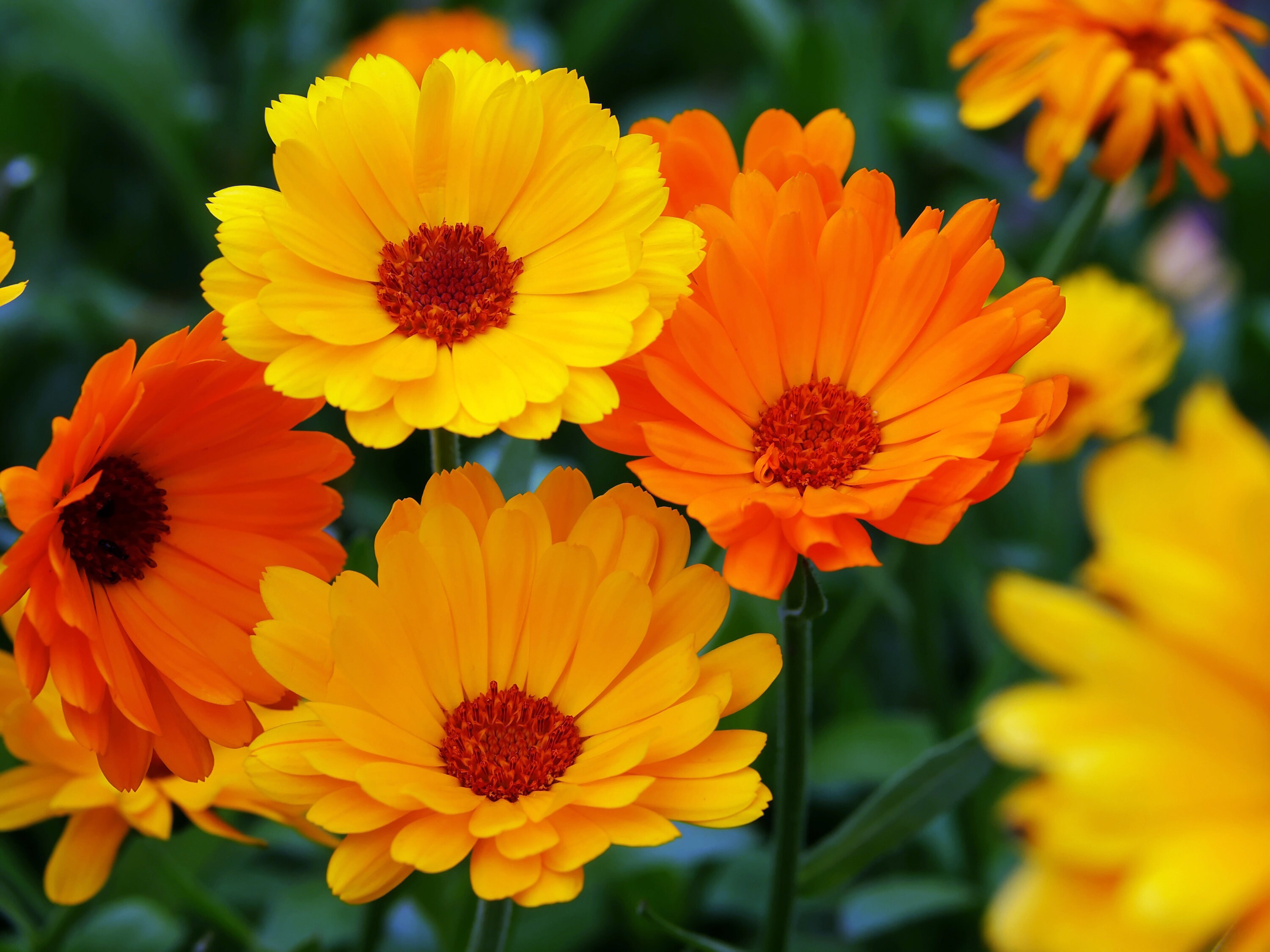 Grow Your Own Edible Flowers Kit Etsy UK