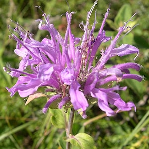 Bee Balm Seeds – Monarda fistulosa Pollinator-Friendly for Native Plant Gardens, Meadows & Prairie