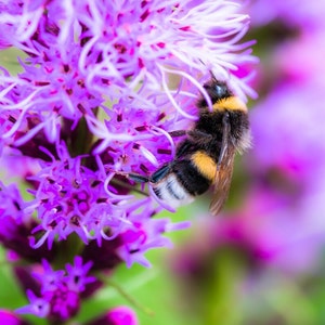Liatris Compact Blazing Star Seeds - Native Wildflower Garden Pollinator Perennial