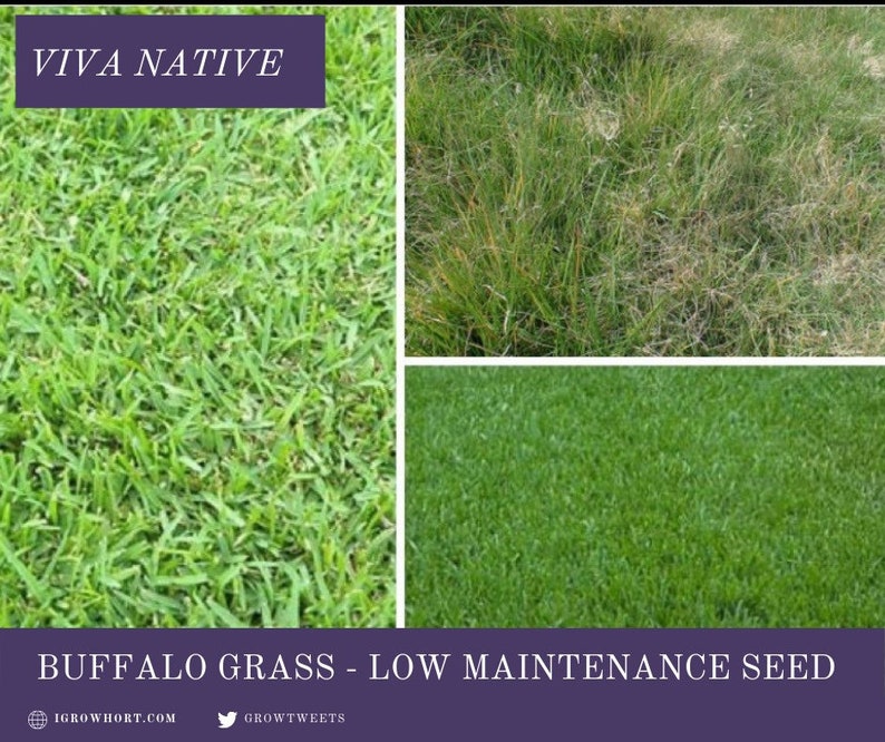 Buffalo Grass Native Seed Low Maintenance Lawn Turf Grasses No Etsy