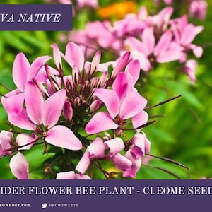 Rocky Mountain Spider Flower Cleome serrulata - Pale Pink Native Garden Annual