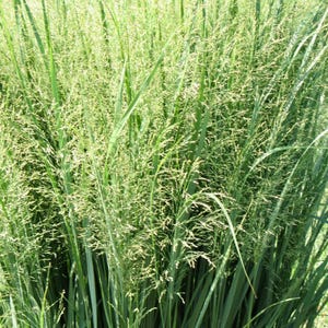 Switchgrass (Panicum virgatum) – Native Grass Seed | Low Maintenance & Drought-Tolerant | Ornamental Beauty