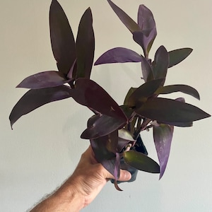 Tradescantia setcreasea pallida ‘Purple Heart&#39; or ‘Purple Queen’ Houseplant trailing hanging basket plant