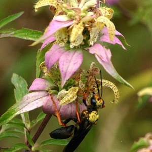 Spotted Bee Balm Seeds – Monarda punctata Pollinator-Friendly for Native Plant Gardens, Meadows & Prairie
